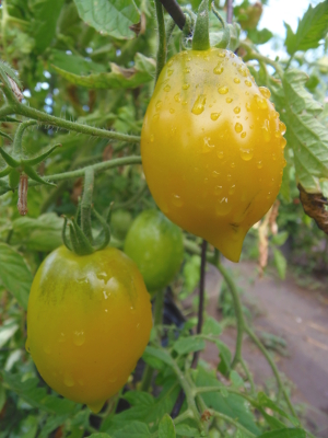 Tsitrusovyy Sad (Citrus Garden)